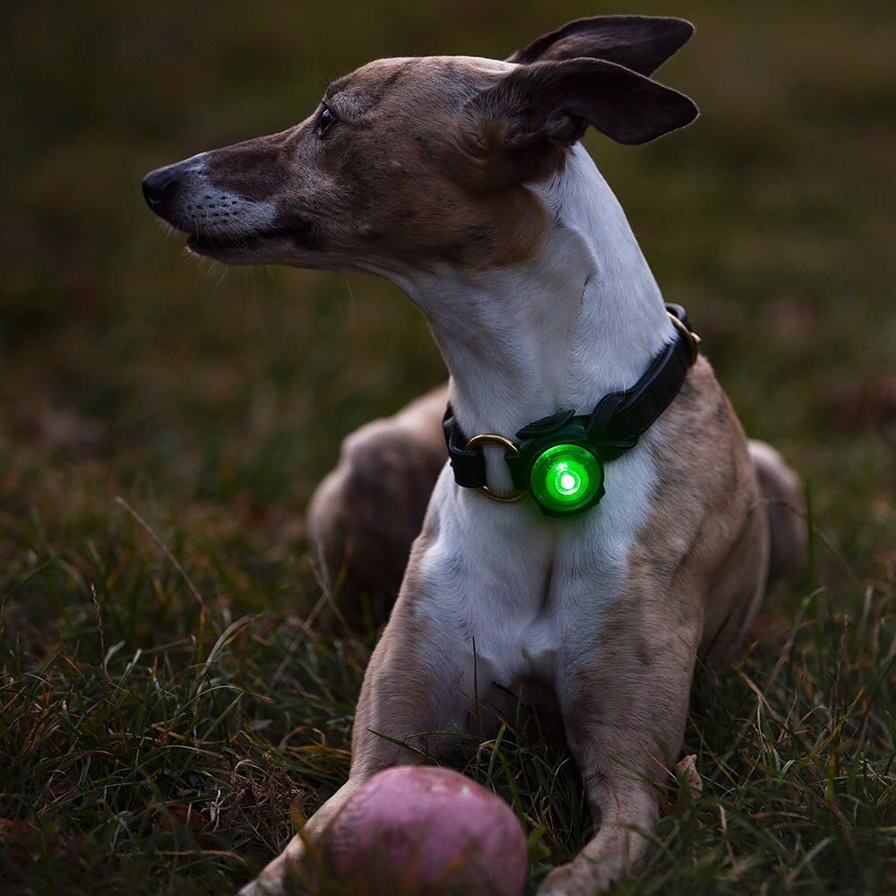 Orbiloc Dog Dual šviečiantis pakabukas, žalias -  3