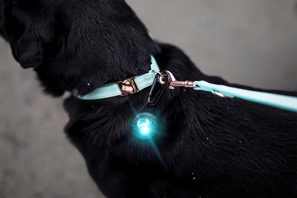 Orbiloc Dog Dual šviečiantis pakabukas, turkio sp. -  3