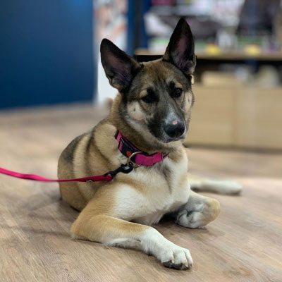 PetCity klinika Klaipeda