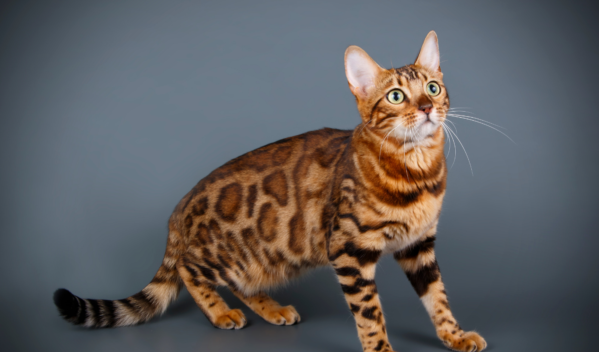 effektivt bladre kollision Bengalijos katė: kuo išskirtinė ši kačių veislė?