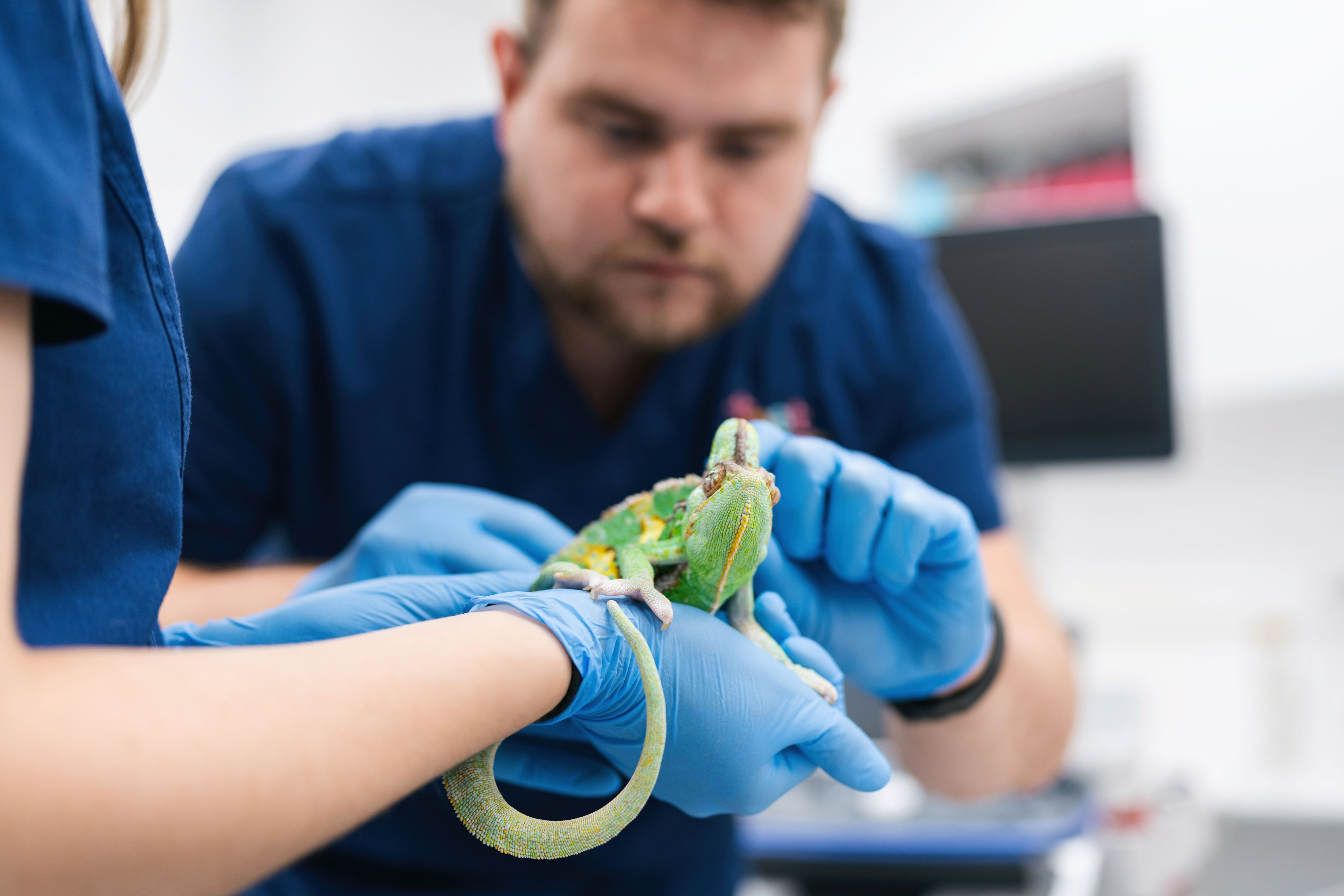 Egzotinių gyvūnų gydymas PetCity klinikoje