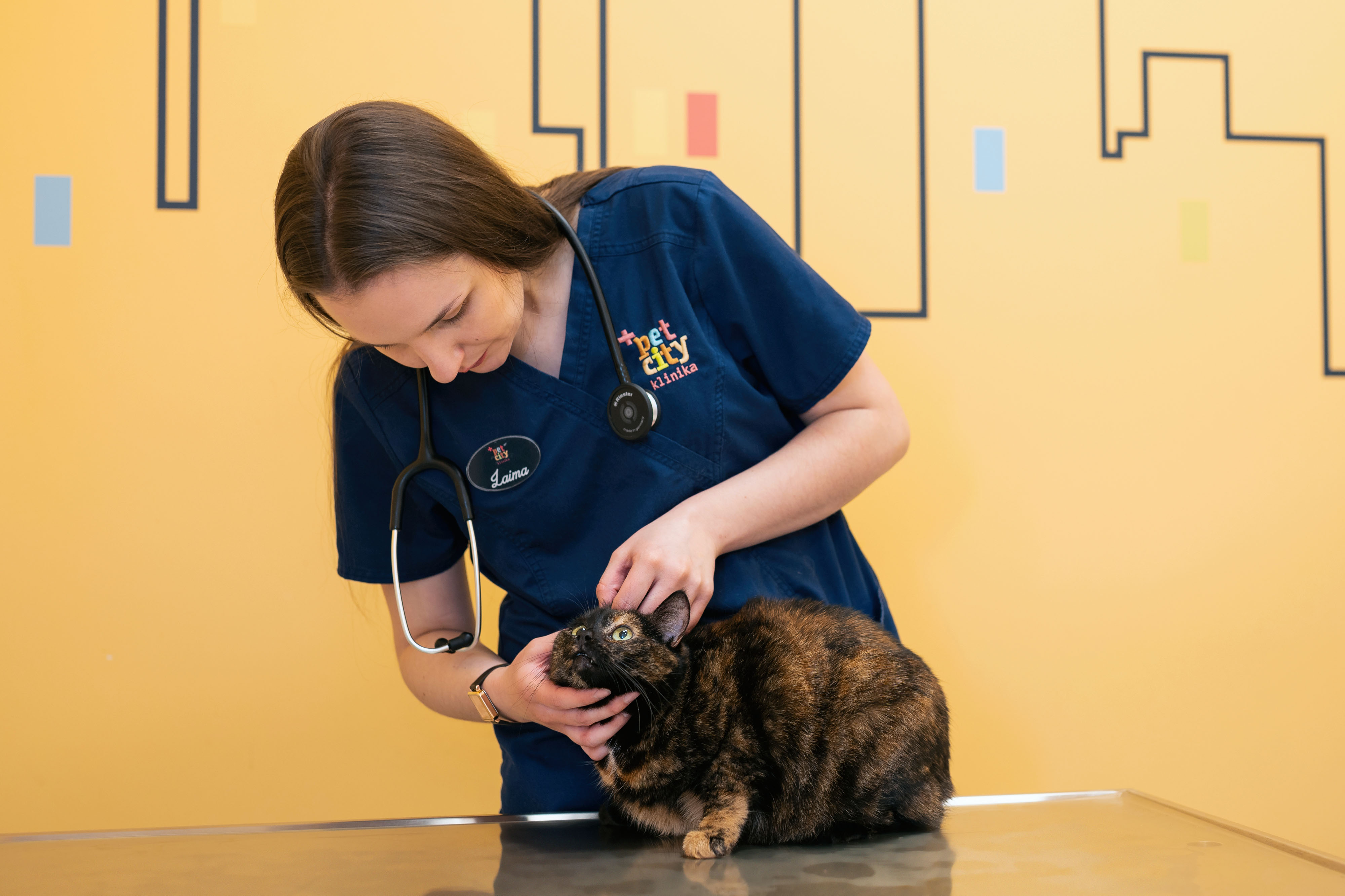 Katės veterinarinė apžiūra