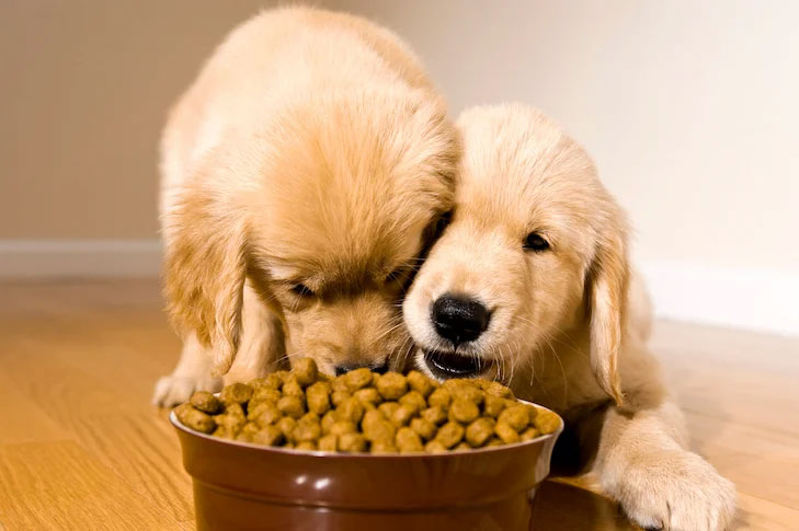 Du šunys valgo sausą maistą šunims