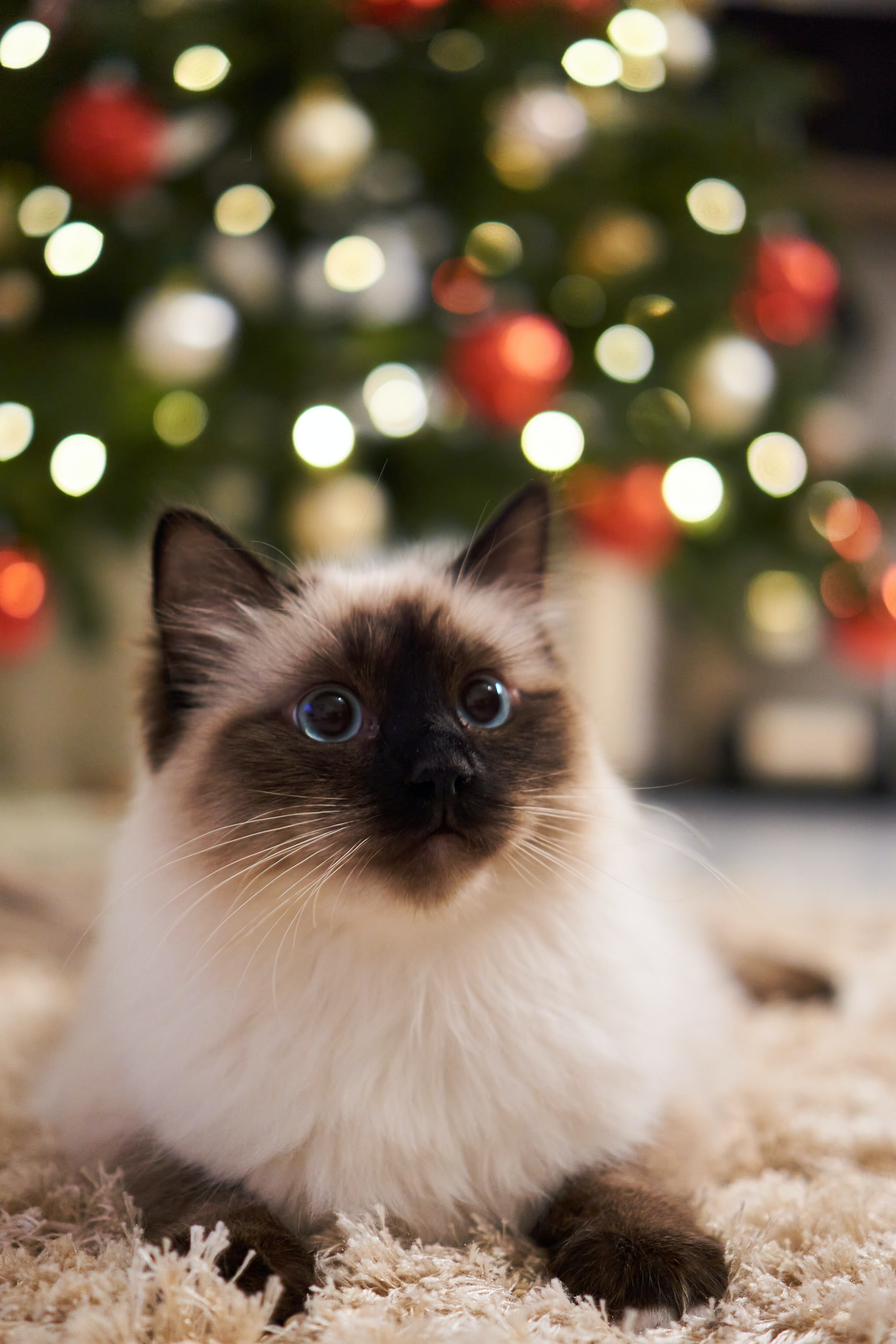 Kalėdinės dovanos katėms