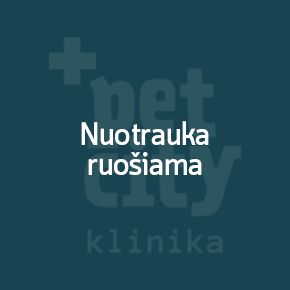 Nuotrauka ruošiama